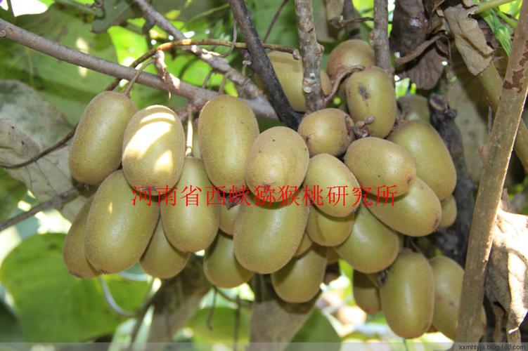 我所的猕猴桃果实有点吸引人! - 王熙龙 - 猕猴桃优良品种