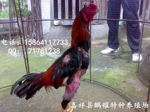 贵州斗鸡养殖场