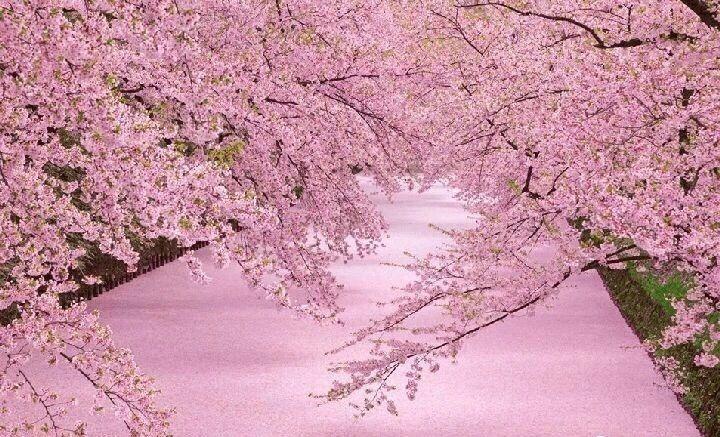 宅在家看樱花开放的样子~美哭(在线赏花)