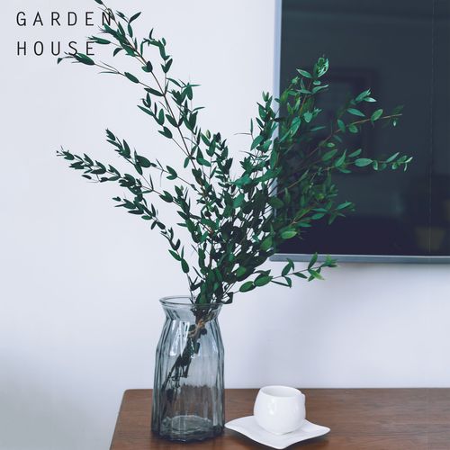 永生细叶尤加利叶桉树叶diy花材ins抖音森系干花