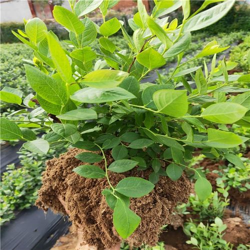 蓝莓成熟时间一棵多少钱-万年