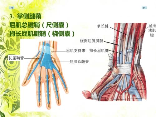 手部解剖及肌肉ppt