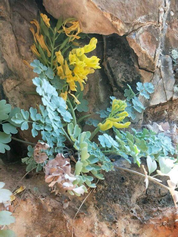 这野草生在悬崖峭壁开出黄花价值高人称岩黄连