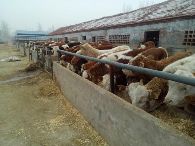 供应西门塔尔牛 肉牛 种牛 东北牛