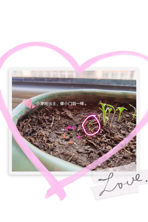 我观察到刚出土的小芽,像个小门洞