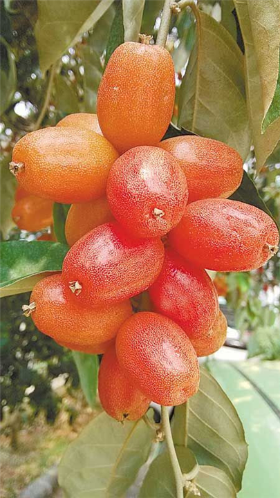 羊奶果的功效和作用