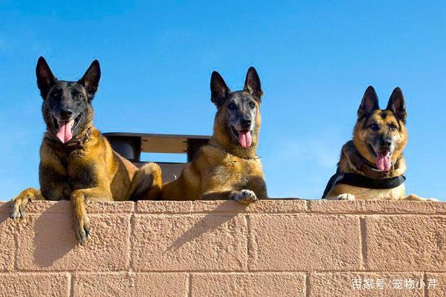 中国的军犬一般是什么品种?