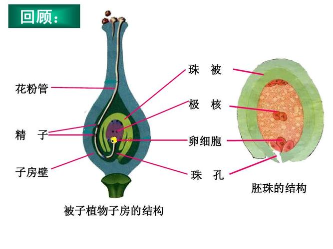 回顾: 珠 花粉管 极 精 子 核 被 卵细胞 珠 被子植物子房的结构 孔