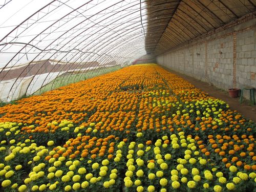 采摘园风采_阳光果蔬种植中心_采摘园_采摘园大全-网