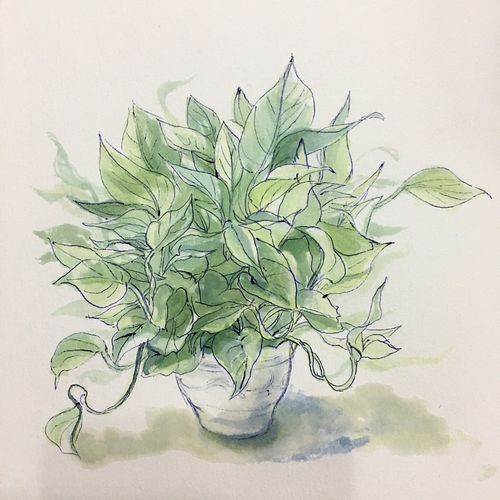 绿箩|绘画习作|插画|羽微蓝 - 原创设计作品 - 站酷