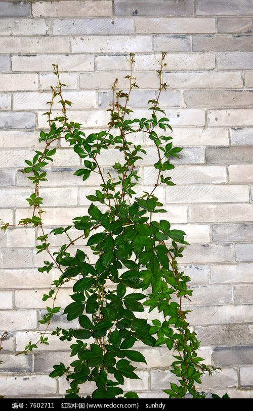 向上攀爬的植物