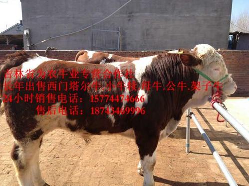 [吉林 四平市] 吉林伊通为农牛业 | 查看联系方式 报价:￥7000 分类