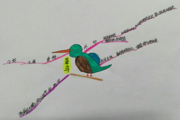 思维导图社团成果分享