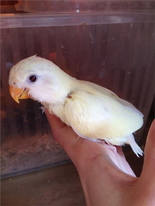 1,牡丹鹦鹉的寿命有多长?