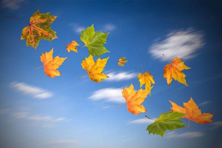 绘画《秋叶飞舞》——大一班