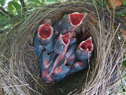 白头翁在搭窝……,吸取前三次失败教训,首先用尼龙绑带对鸟窝进行加固