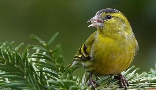 这十种鸟叫声最好听,画眉,金翅雀上榜,排名第一的实至