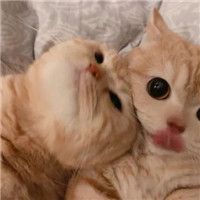 吐舌头猫咪