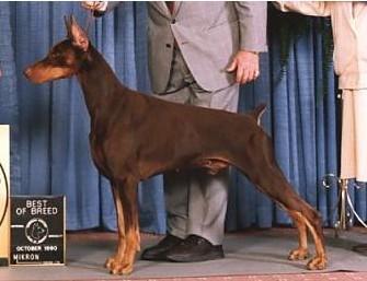 有叫宾利的品种狗狗吗