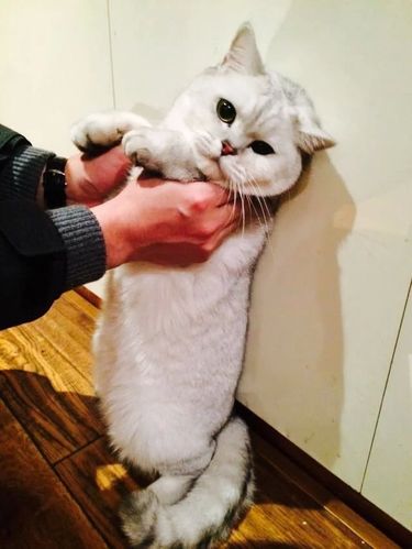 给猫咪取个名字大全-猫咪名字大全可爱?