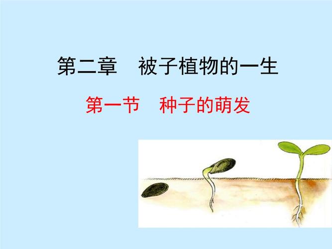 鲁科版六年级下册第二章第一节《种子的萌发》.ppt 33页