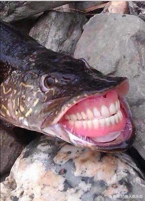 凶狠残暴狡诈无比的狗鱼,竟是世界上最长寿的鱼,太没天理了