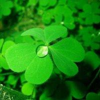 绿色的花朵头像微信头像【点击鼠标右键下载】