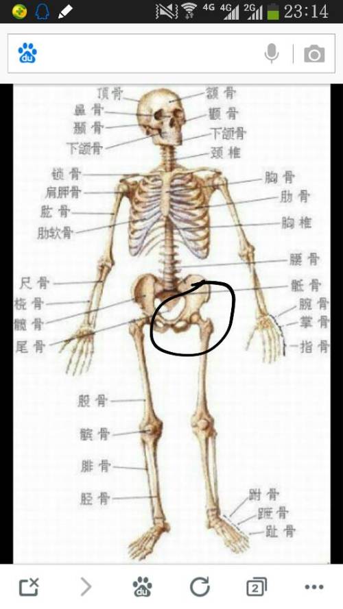 医生您好,我想问下,我胯骨附近经常疼痛,走多了或者做