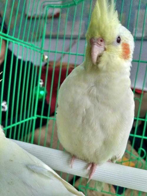 如何辨识玄凤鹦鹉年龄