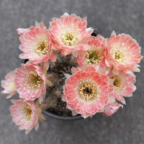 购客丹葵dm 丽花球属精品仙人球 植物员外 damask 丽花易爆花花色美