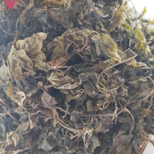 青刺尖茶