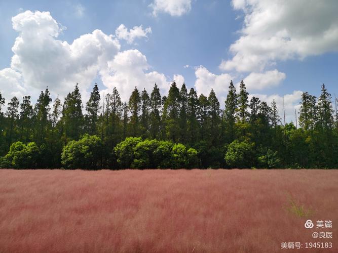 公园绿地 嘉北郊野公园的初秋