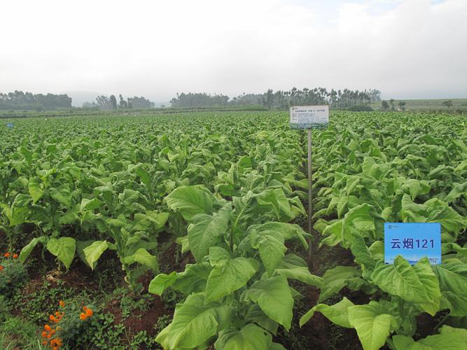 云烟121和通过基因组技术育成新品种ry21通过全国农业