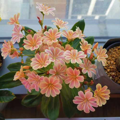 露薇花盆栽琉苇草花卉多肉植物办公桌阳台客厅阳台观花植物混色