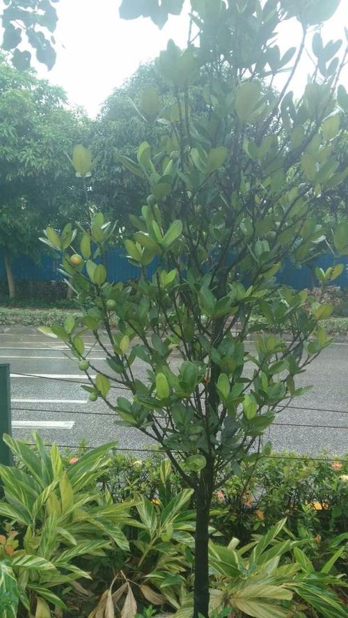 树像大叶榕的马上中间绿化带植物,果实像枇杷,这是什么果