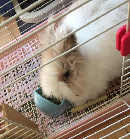 纯种毛毛兔,贾乃亮李小璐家同款!忍痛转让!