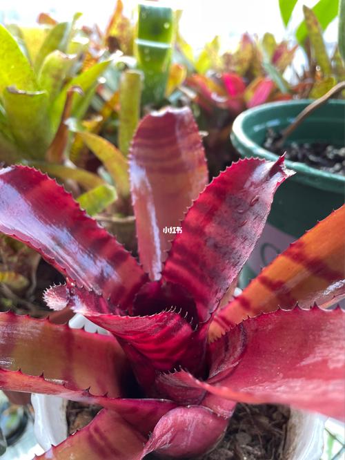 积水凤梨_热带植物_家居家装_家居装饰