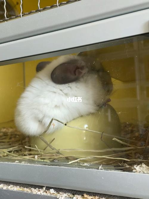 看起来不太聪明的亚子_龙猫_宠物_宠物龙猫_动物_宠物