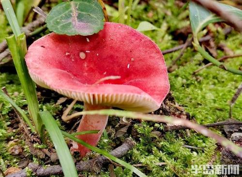 红伞伞白杆杆 毒蘑菇你别馋馋!青岛地区常见的毒蘑菇有这些