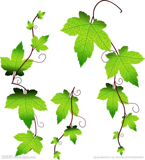 矢量 爬山虎图片