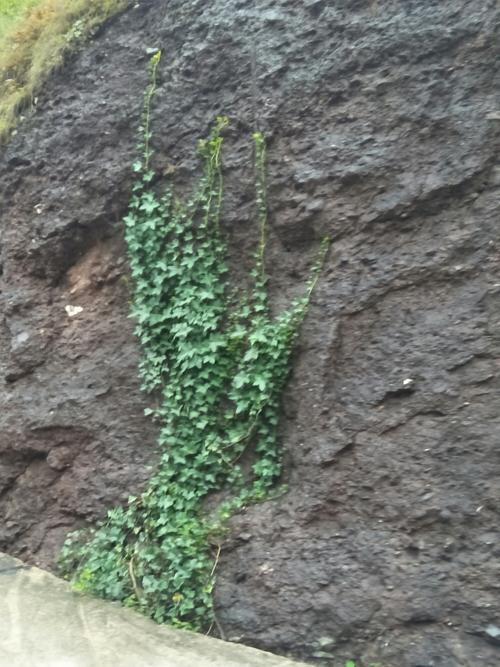 壁虎藤——一种我新认识的植物,叶子有点像五星.