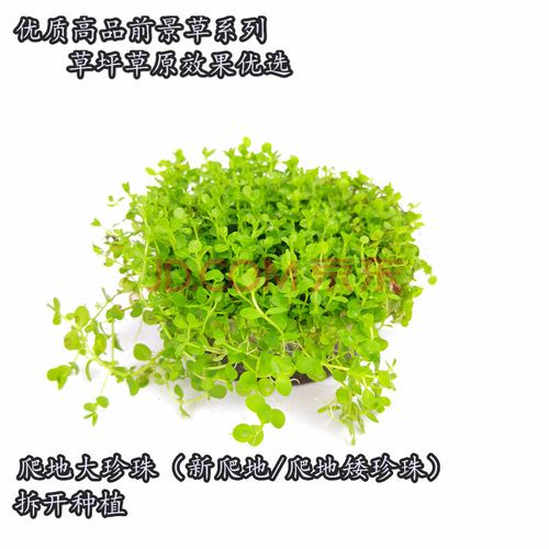 淡水鱼缸活体懒人入门造景坨草水下叶天湖珍珠前景草坪无需底沙 爬地