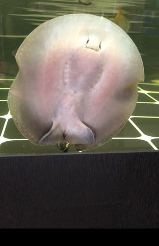 魟鱼怎么看公母我这是母的养一对吗