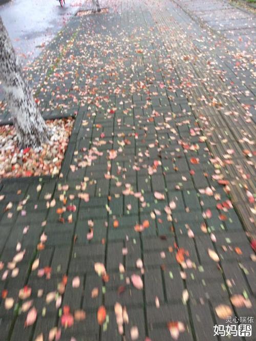 一夜雨,满地落花