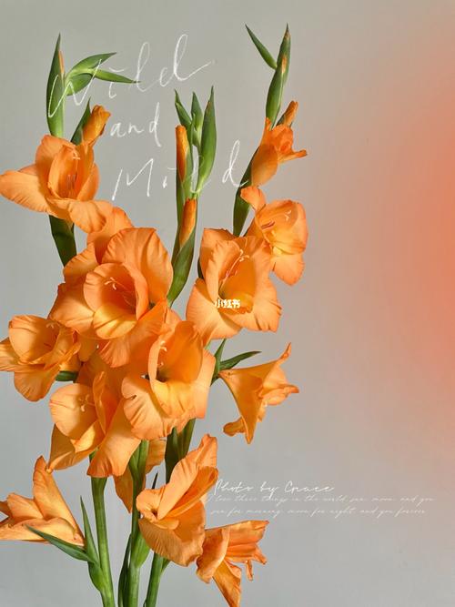 剑兰—橙色_鲜花_鲜花分享_家居家装_家居装饰