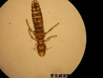 虎皮鹦鹉羽虱是什么样子