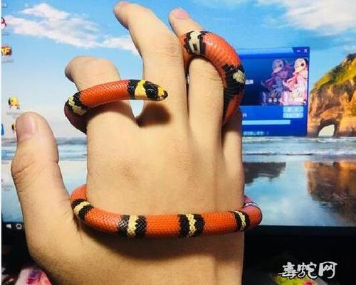 宠物蛇都有哪些常见宠物蛇品种大全