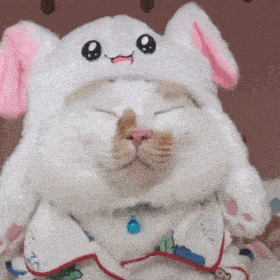 网红猫咪 | 弹棉花多多酱表情包(八)