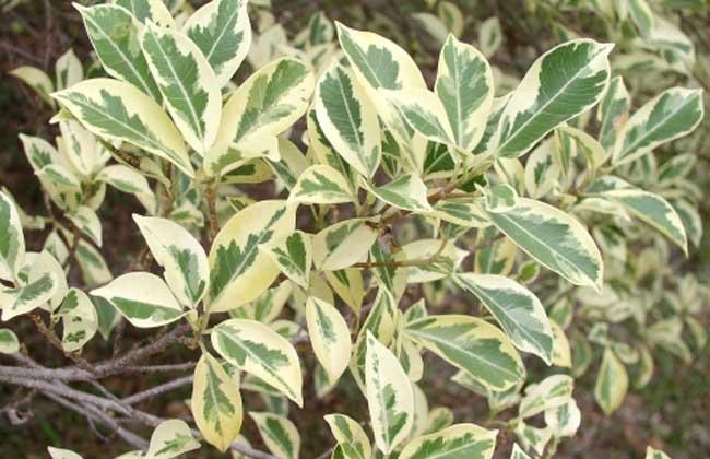 榕树的种类图片