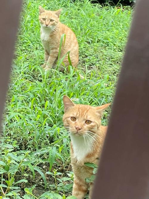 流浪猫_聚会_猫咪_动物_猫_晒猫